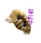 びんねこちゃん（個別スタンプ：2）