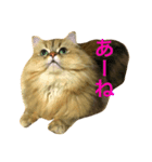 びんねこちゃん（個別スタンプ：4）