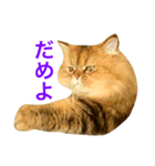びんねこちゃん（個別スタンプ：5）