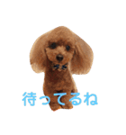 トイプードルのcoco♡（個別スタンプ：1）