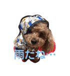 トイプードルのcoco♡（個別スタンプ：2）