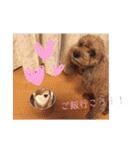 トイプードルのcoco♡（個別スタンプ：14）