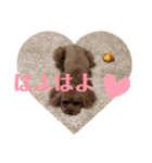トイプードルのcoco♡（個別スタンプ：25）