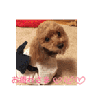 トイプードルのcoco♡（個別スタンプ：34）