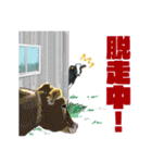 実用！酪農連絡スタンプ（個別スタンプ：37）