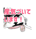 実用！酪農連絡スタンプ（個別スタンプ：38）