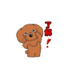 TOY POODLE トイプードル（動く2）（個別スタンプ：1）