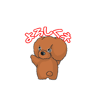 TOY POODLE トイプードル（動く2）（個別スタンプ：12）