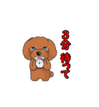 TOY POODLE トイプードル（動く2）（個別スタンプ：13）