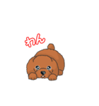 TOY POODLE トイプードル（動く2）（個別スタンプ：14）