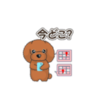 TOY POODLE トイプードル（動く2）（個別スタンプ：17）