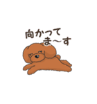 TOY POODLE トイプードル（動く2）（個別スタンプ：23）