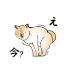 玖島川の柴犬スタンプ（個別スタンプ：2）