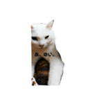 毎日 猫 生活（個別スタンプ：1）