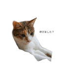 毎日 猫 生活（個別スタンプ：2）