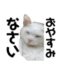 毎日 猫 生活（個別スタンプ：3）