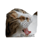 毎日 猫 生活（個別スタンプ：4）