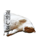 毎日 猫 生活（個別スタンプ：5）