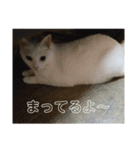 毎日 猫 生活（個別スタンプ：8）