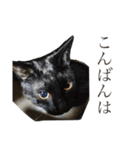 毎日 猫 生活（個別スタンプ：11）