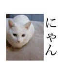 毎日 猫 生活（個別スタンプ：13）