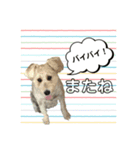 ムーさんスタンプ2（個別スタンプ：11）