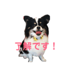 チワワれおの日常スタンプ（個別スタンプ：3）