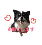 チワワれおの日常スタンプ（個別スタンプ：7）