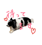 チワワれおの日常スタンプ（個別スタンプ：16）