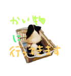 チワワれおの日常スタンプ（個別スタンプ：35）
