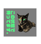 ASTROCAT.2（個別スタンプ：10）