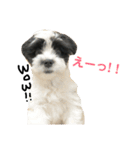 オレオくんの気ままなまいにち。（個別スタンプ：16）