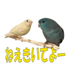 いつでも さざなみインコ 6（個別スタンプ：1）