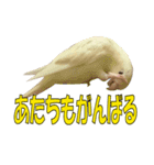 いつでも さざなみインコ 6（個別スタンプ：5）