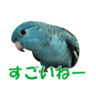 いつでも さざなみインコ 6（個別スタンプ：6）