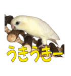 いつでも さざなみインコ 6（個別スタンプ：8）