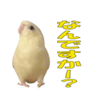 いつでも さざなみインコ 6（個別スタンプ：13）