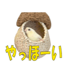 いつでも さざなみインコ 6（個別スタンプ：16）