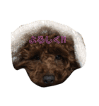 トイプードル♡こまめ（個別スタンプ：2）