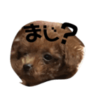 トイプードル♡こまめ（個別スタンプ：5）