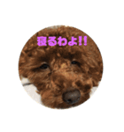 トイプードル♡こまめ（個別スタンプ：9）
