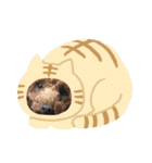 トイプードル♡こまめ（個別スタンプ：11）