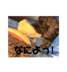 トイプードル♡こまめ（個別スタンプ：12）