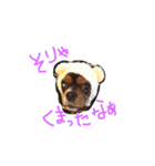 everydaydogs（個別スタンプ：1）