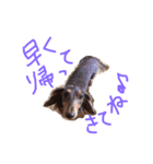 everydaydogs（個別スタンプ：2）