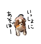 everydaydogs（個別スタンプ：3）
