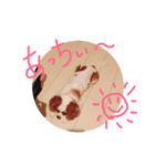 everydaydogs（個別スタンプ：4）