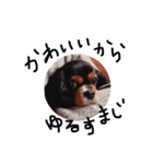 everydaydogs（個別スタンプ：6）