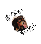 everydaydogs（個別スタンプ：8）