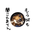 everydaydogs（個別スタンプ：10）